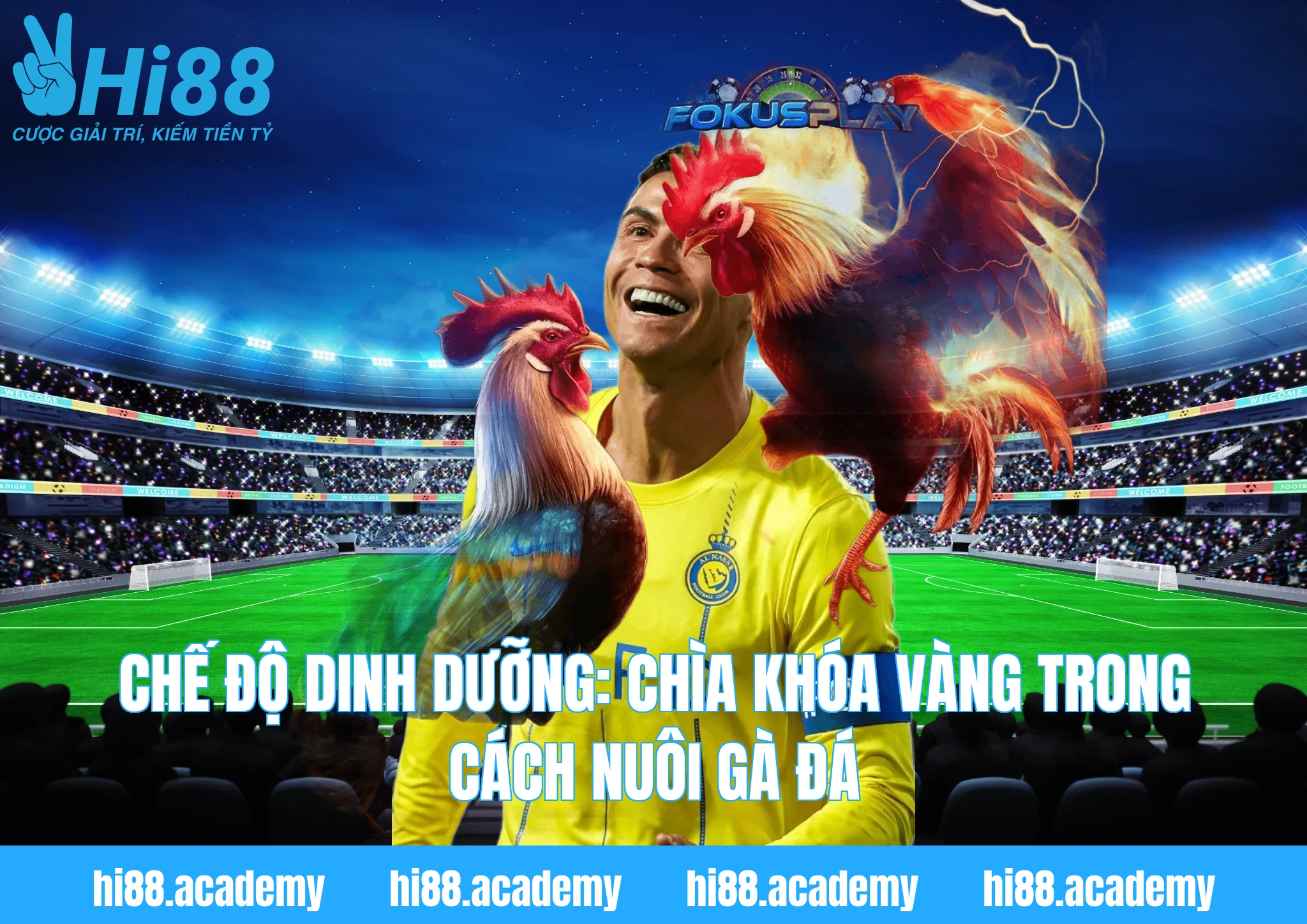 Chế độ dinh dưỡng: Chìa khóa vàng trong cách nuôi gà đá